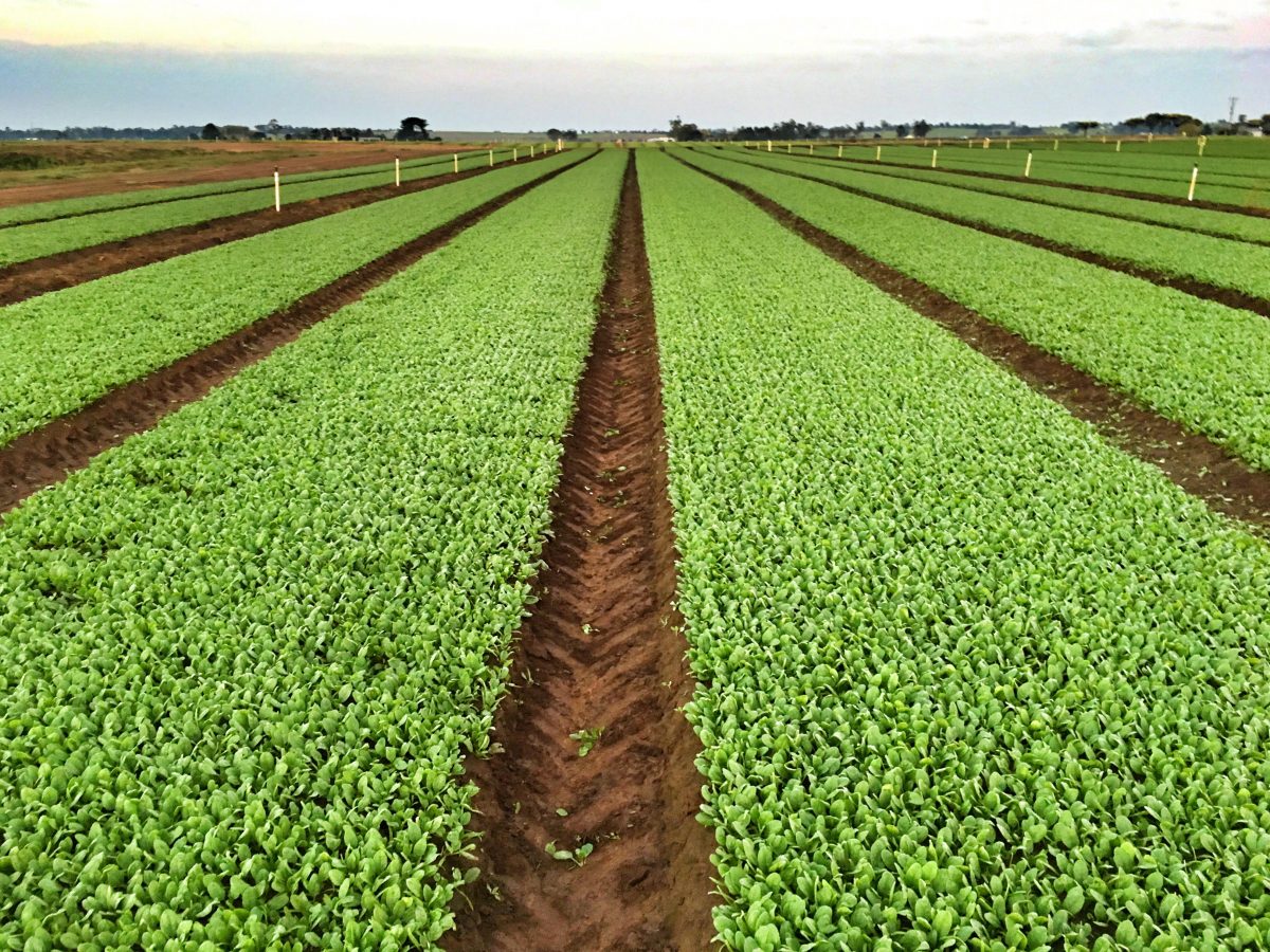 Il ruolo dell’agricoltura e l’analisi di vulnerabilità ai cambiamenti climatici