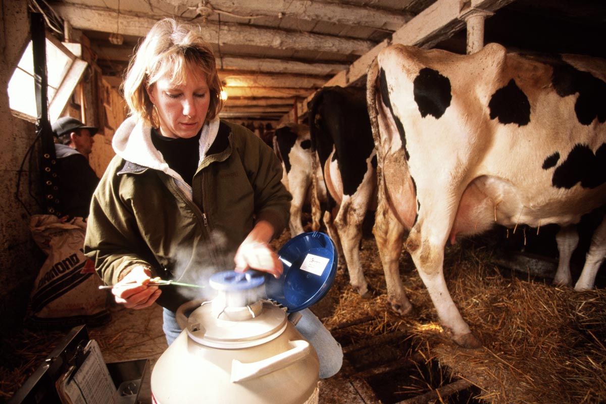 L’inseminazione artificiale nella specie bovina