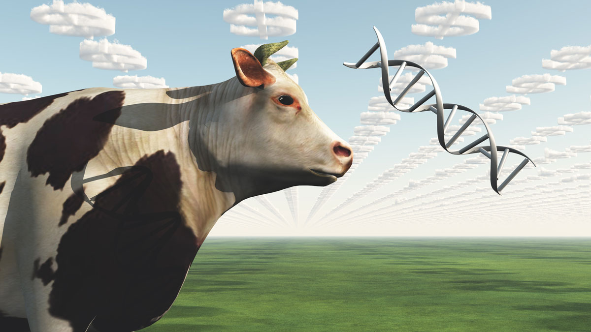 La selezione genomica nella specie bovina