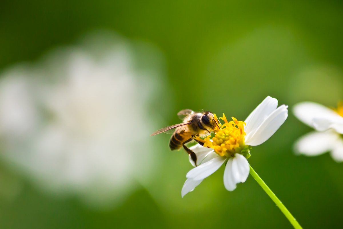 20 de mayo, día mundial de las abejas