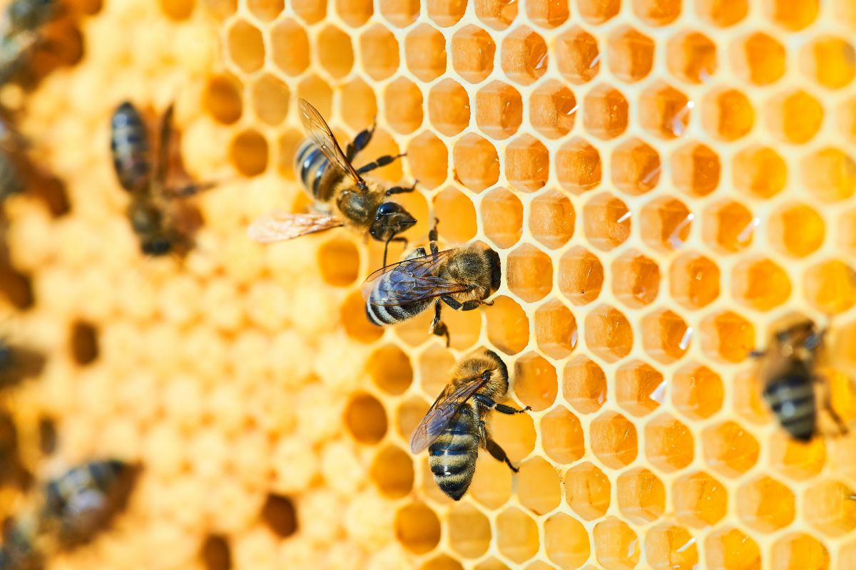 Le api: le specie più a rischio e le più importanti per la tutela della biodiversità e degli ecosistemi.