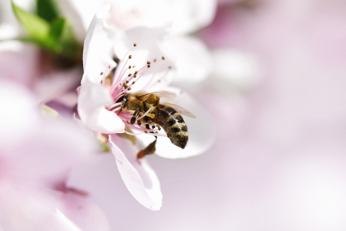 L’importanza delle api in agricoltura