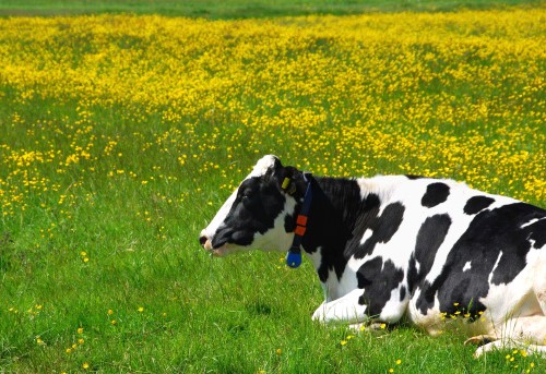 Miglioramento genetico della razza Frisona