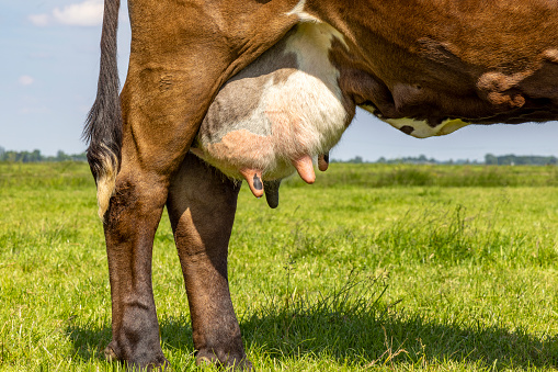 La fase dell’asciutta nella bovina da latte