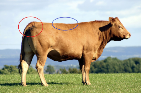Il Body Condition Score (BCS) nelle bovine da latte