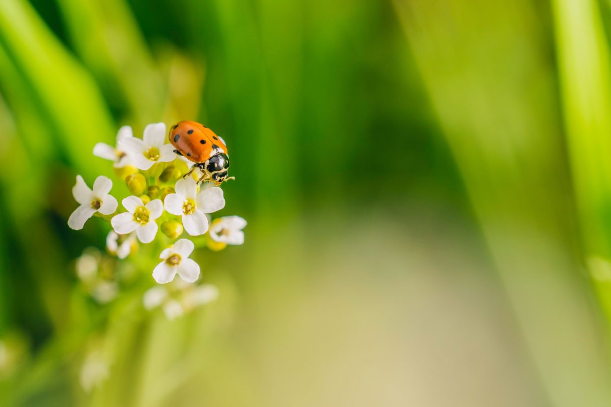 Biodiversità, un tesoro da proteggere