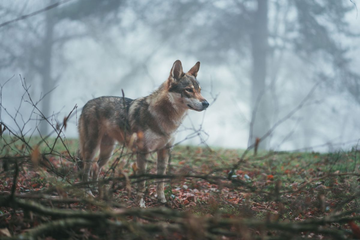 Grandi predatori e allevamenti zootecnici