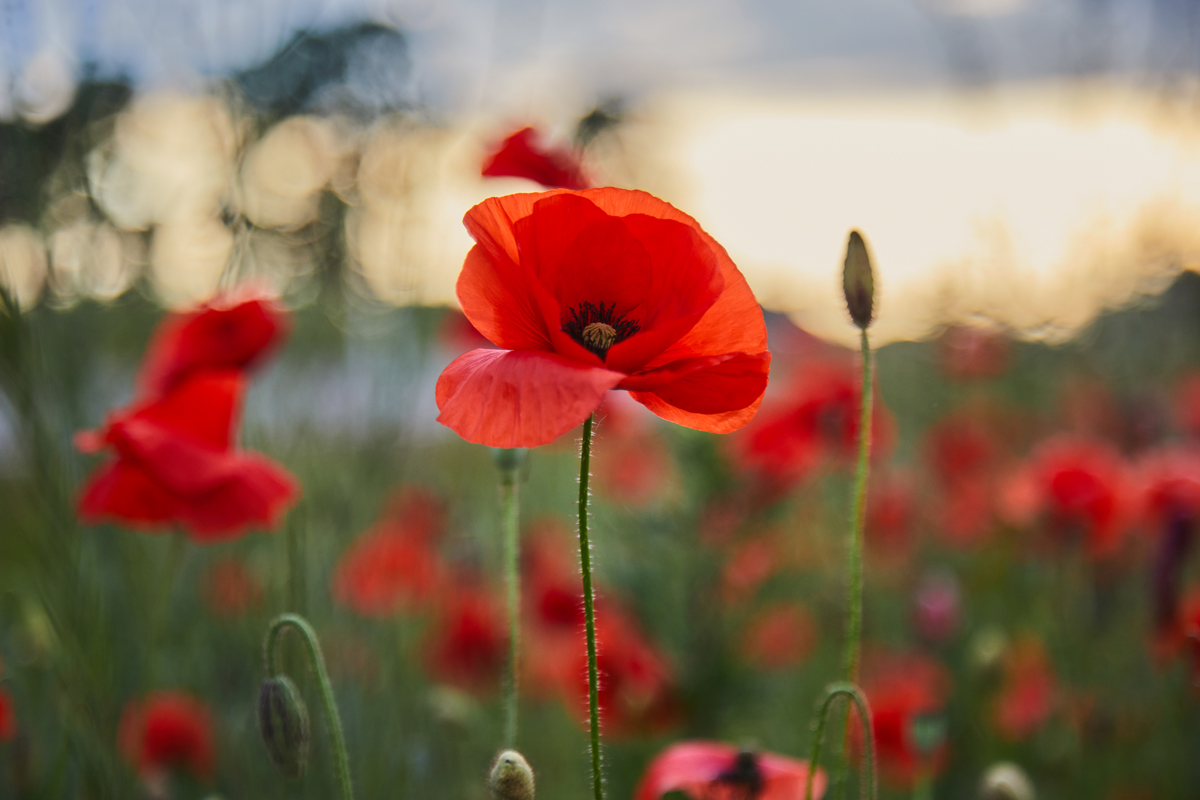 Prepariamoci alla Giornata della Memoria